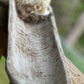 FARMHOUSE DOUGH BOWL WITH TREATED SPANISH MOSS & WOODEN FLOWERS  , ANTIQUE WHITE